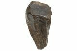 Triceratops Shed Tooth - Montana #229156-1